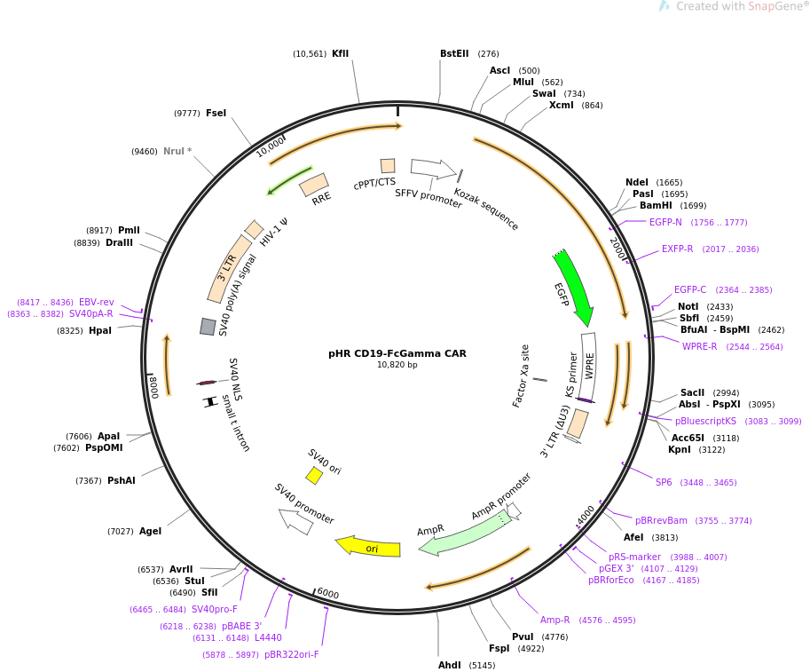 pHR CD19-FcGamma CAR质粒图谱